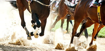 Horse Race in Arizona