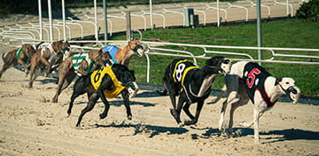 Horse and Dog Races