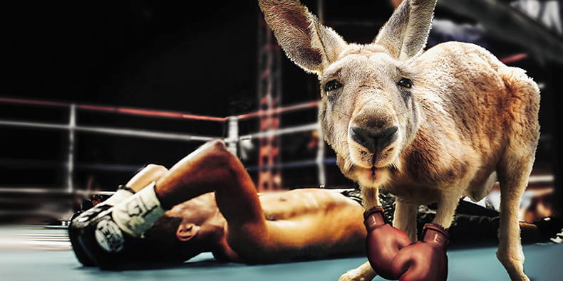 Kangaroo vs Human Boxing