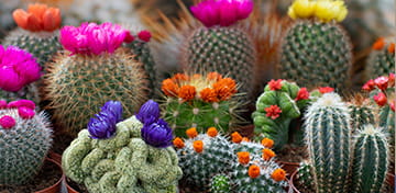Las Vegas-Themed Gift Ideas: Saguaro Cactus