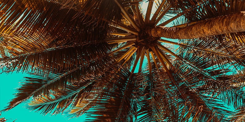 Caribbean Islands Palm Tree
