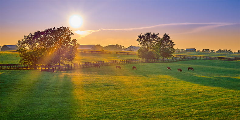 A field in Kentucky