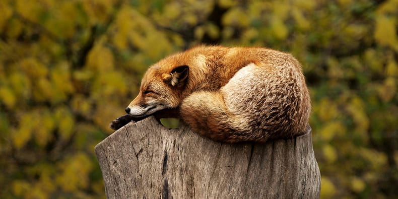 Fox Sleeping on a Tree