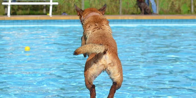 Dog-friendly swimming pool