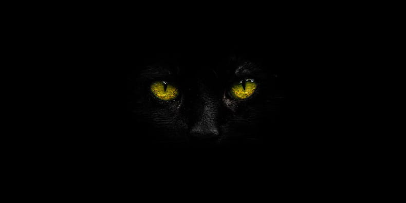 Good Luck Animals – The Black Cat