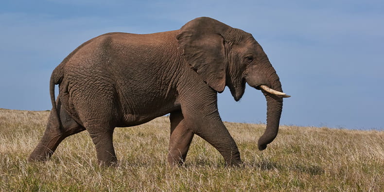 Good Luck Animals – The Elephant