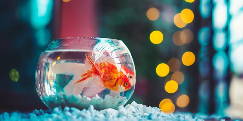 Good Luck Animals – The Goldfish