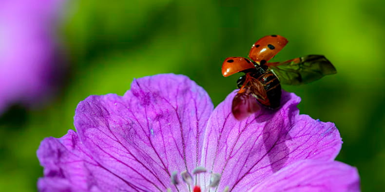 Good Luck Animals – The Ladybug