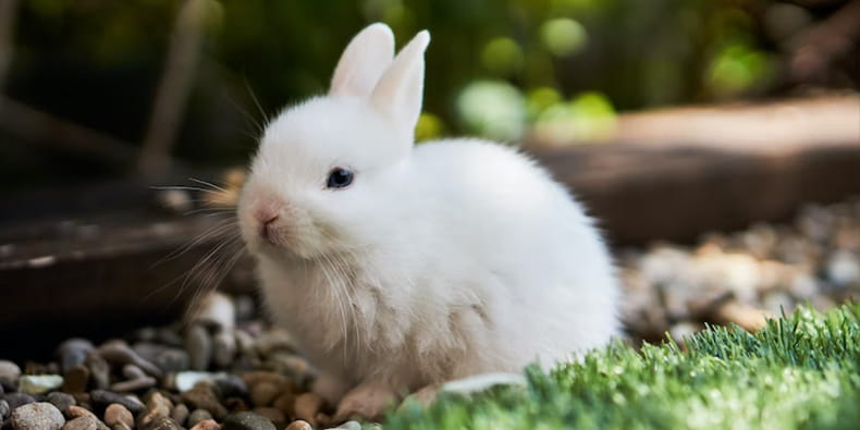 Good Luck Animals – The Rabbit