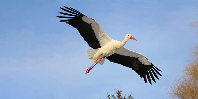Good Luck Animals – The Stork